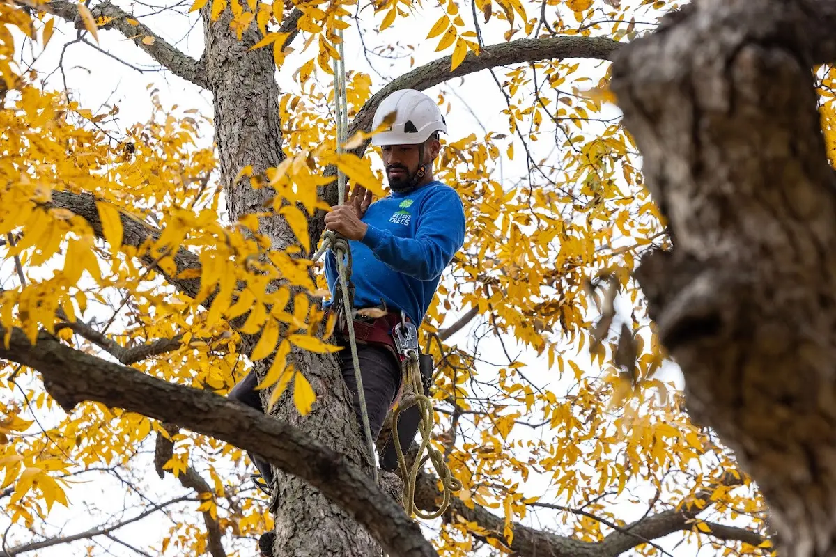 Skilled Tree Planting crew working in Anniston